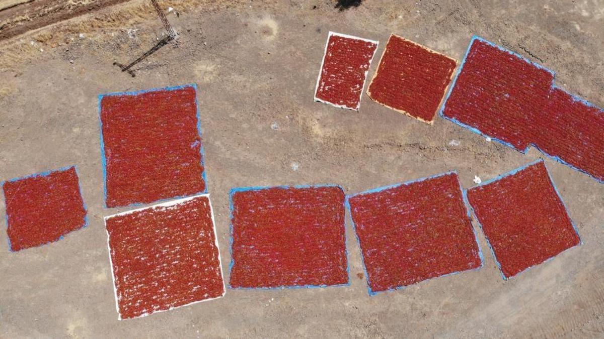 Maraş biberinde hasat başladı! Tüm Ortadoğu bu haberi bekliyordu