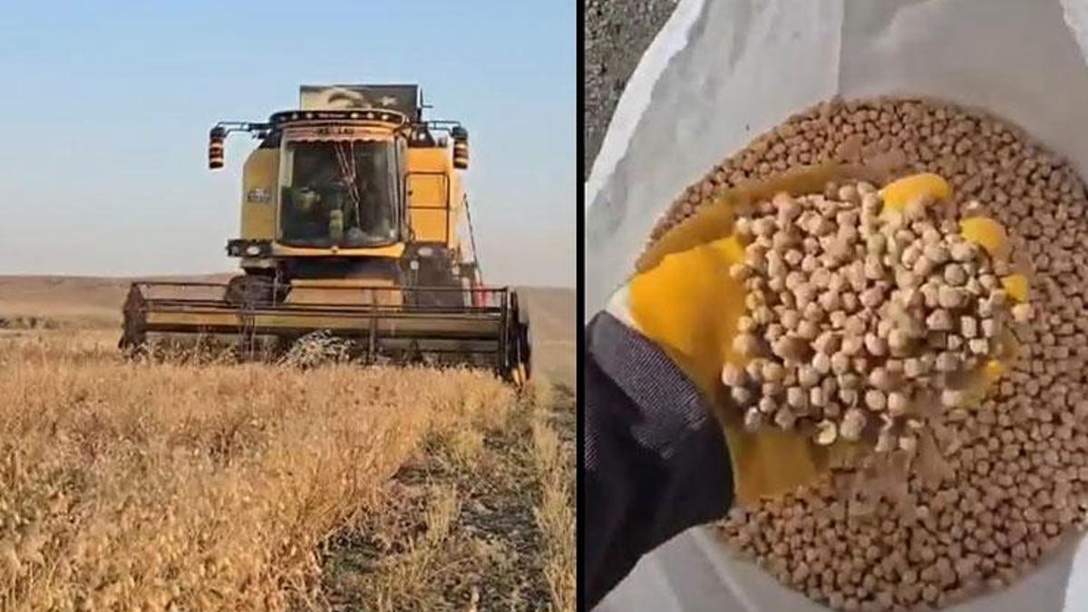 Kars’ta uygulanan yöntem yanıt verdi! Hasat verimli geçiyor