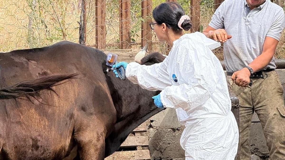 Kastamonu'da ‘şap’ tehlikesi! 69 köye hayvan giriş-çıkışı yasaklandı