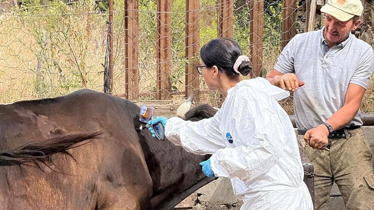 Kastamonu’da şap alarmı: 69 köye hayvan giriş-çıkışı yasaklandı