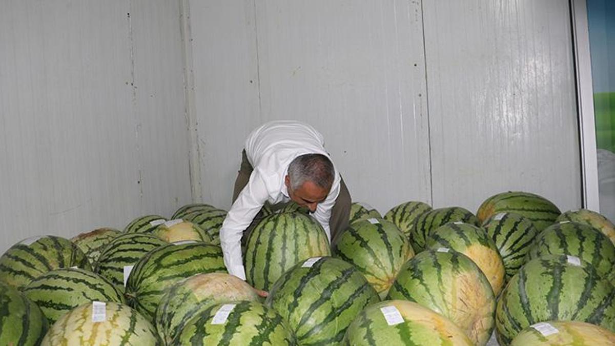 Diyarbakır'da de karpuzlar yarışa hazır! Hepsi rekor kırmak için yarışıyorlar