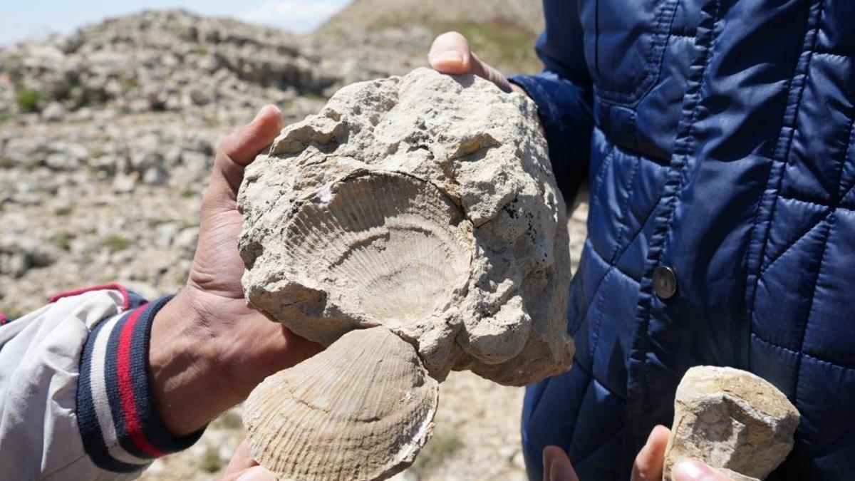 Ilgaz Dağı'nda hayrete düşüren keşif! 2 bin 587 rakımda deniz fosilleri bulundu