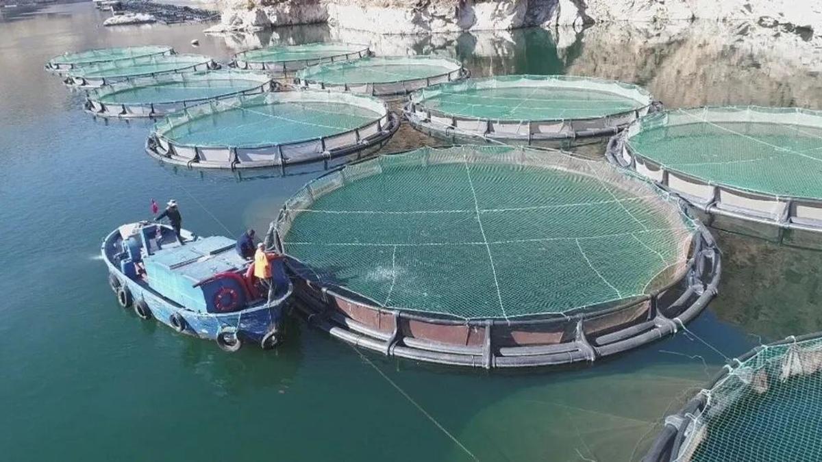 Konya'da 2,5 milyona tesis var! Her yıl milyonlarca üretiliyor: İhale tarihi belli oldu