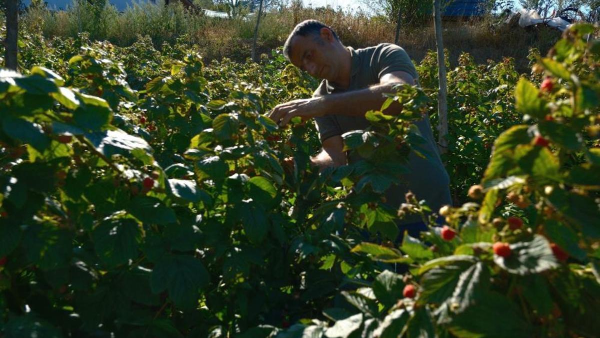 Türkiye'nin ihtiyacını bu iki ilçe karşılıyor! Üretici 1 dönümden 375 bin lira kazanıyor