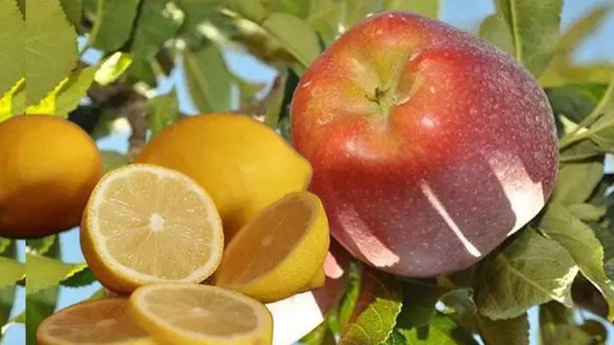Bakanlık duyurdu! Limon ve elma için fiyat istikrarı kararı