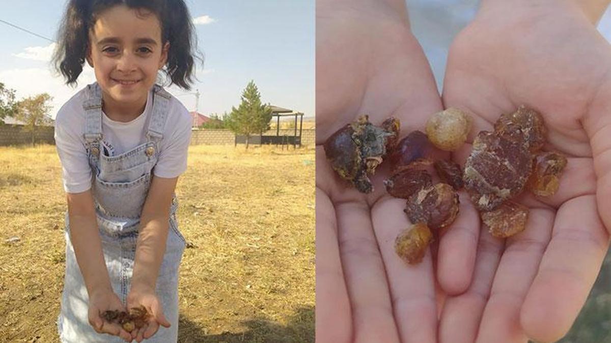 Çam sakızı şifa kaynağı oldu! Büyük ilgi görüyor