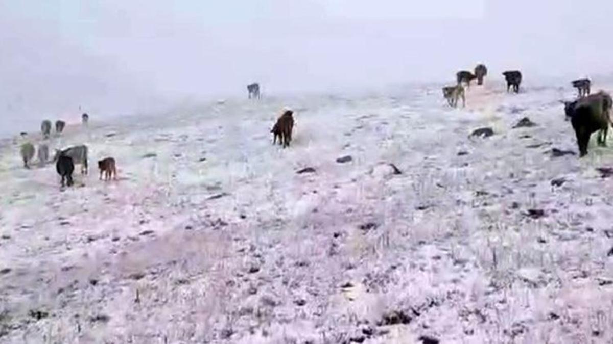 Erzurum'a yılın ilk karı yağdı! Bir anda bastırdı, her yer bembeyaz oldu