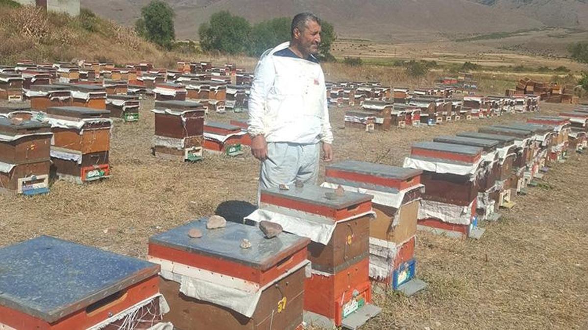 Tüm emekler bir gecede yok oluyor! Erzurumlu arı üreticilerinin ayı kabusu