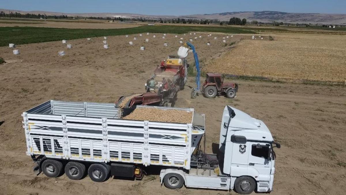 Afyonkarahisar'da patates hasadı başladı: Fiyatlar ve rekolte üreticinin yüzünü güldürüyor