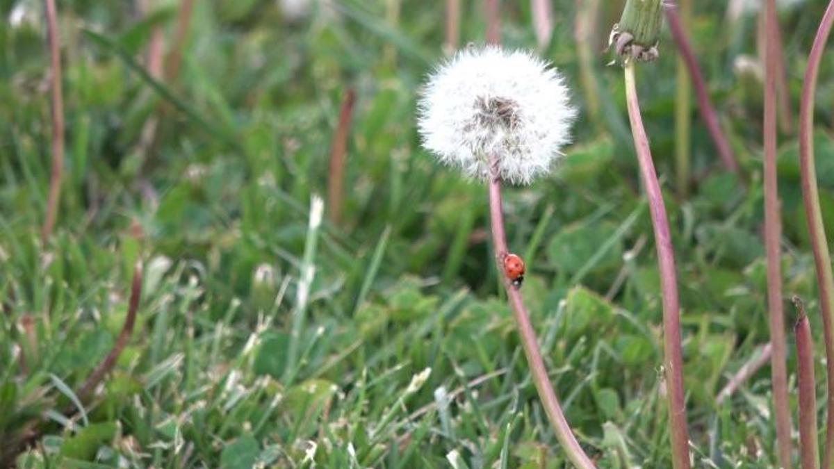 İnülin içeren besinler hangileri?