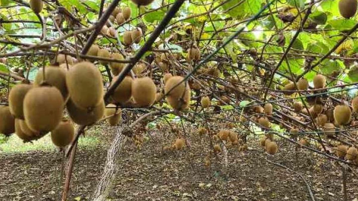 Fisetin içeren besinler hangileri? Fisetin açısından zengin gıdalar