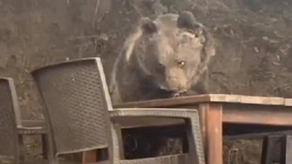 Kızılcahamam'da lokantaya giren ayı masaya oturup servis bekledi! O anlar kaydedildi