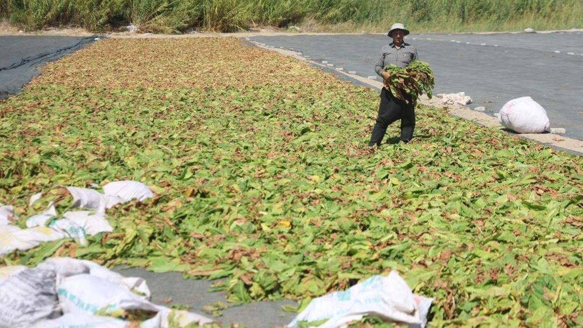 Hatay'da araziler rengarenk oldu! Tütün hasadı devam ediyor