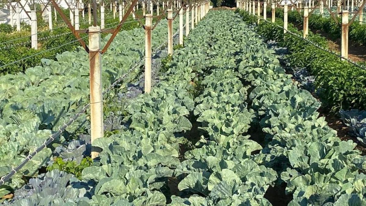 Üzüm bağında üretiyor! Çiftçi, kazancını ikiye katlıyor