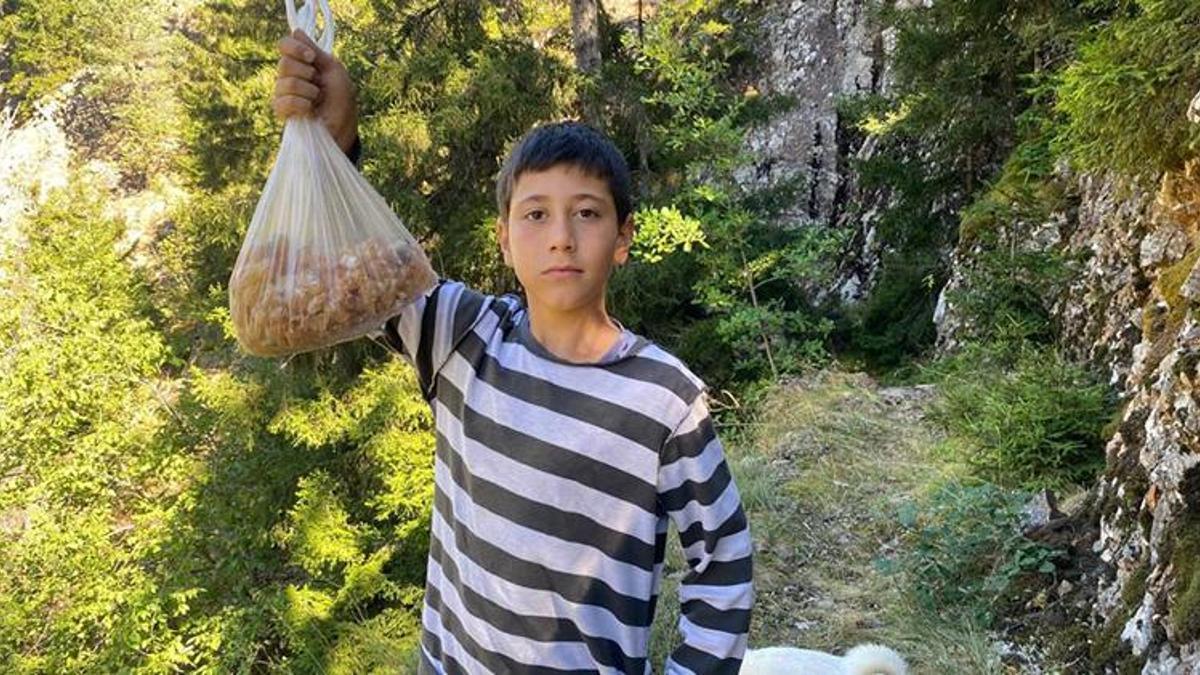 Artvinli çocuklar hafta sonları doğadan topladıkları sakızın kilosunu 5 bin TL'ye satıyor