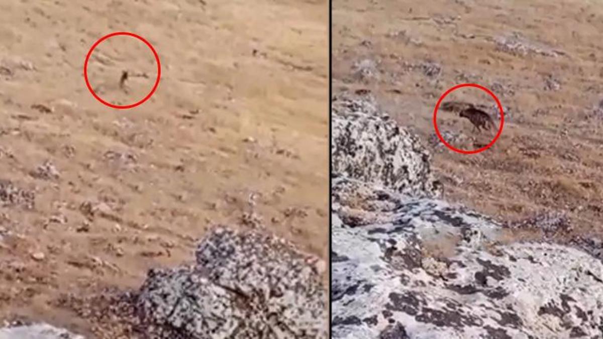 Şanlıurfa'da nesli tükenme tehlikesi altında olan Çizgili Sırtlan görüldü! Köylüler gözlerine inanamadı