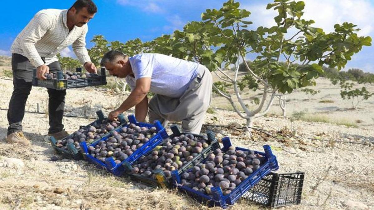 Mersin'de atıl araziler incirle canlandı! Coğrafi işaret yolda!