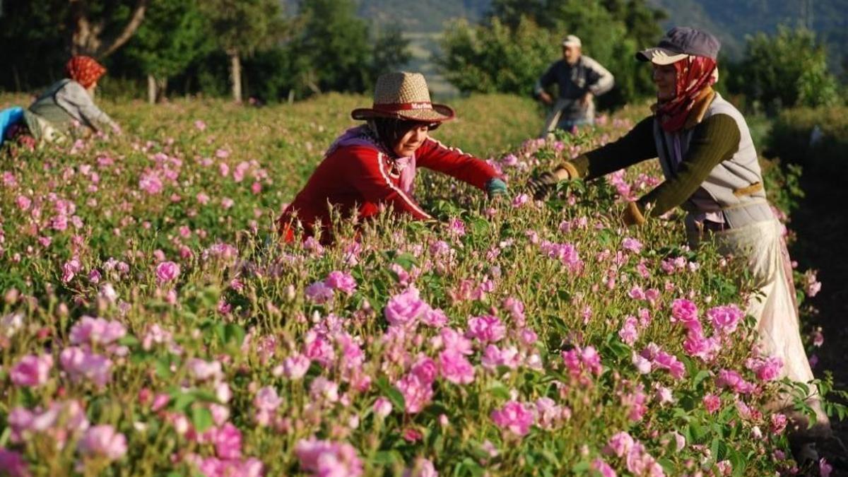 Isparta'da yeni gül çiçeği taban fiyatı belli oldu!