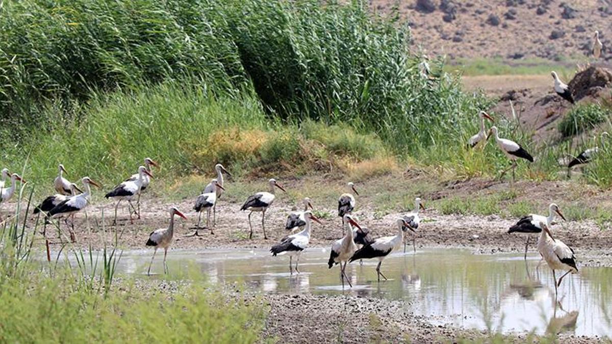 Iğdır'da gizli bir cennet keşfedildi: Göç yolu üzerinde, 35 kuş türüne ev sahipliği yapıyor!