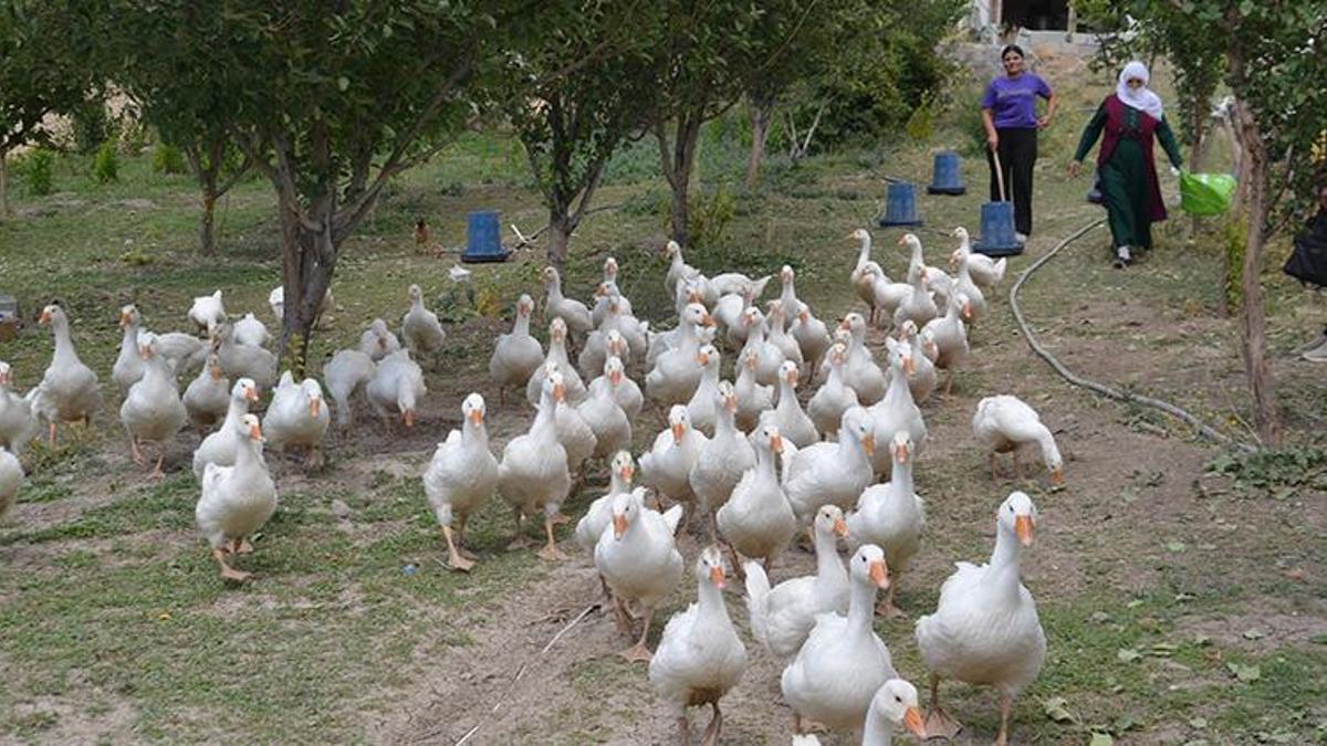 Muşlu çiftçiler bu projeyle gelirlerini katlayacak! Kazlar hazır, kümesler kuruldu!