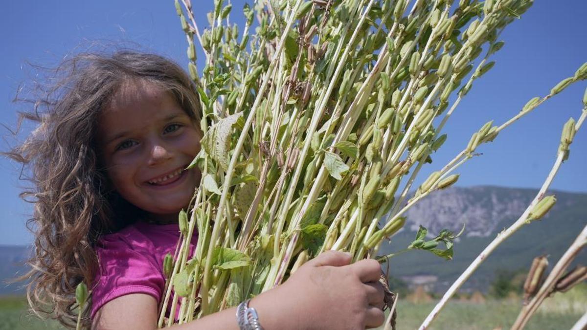 Japonların dünyaca ünlü mutfağına Muğla'dan hediye: İyotlu rüzgarla tadı aroması daha da artıyor