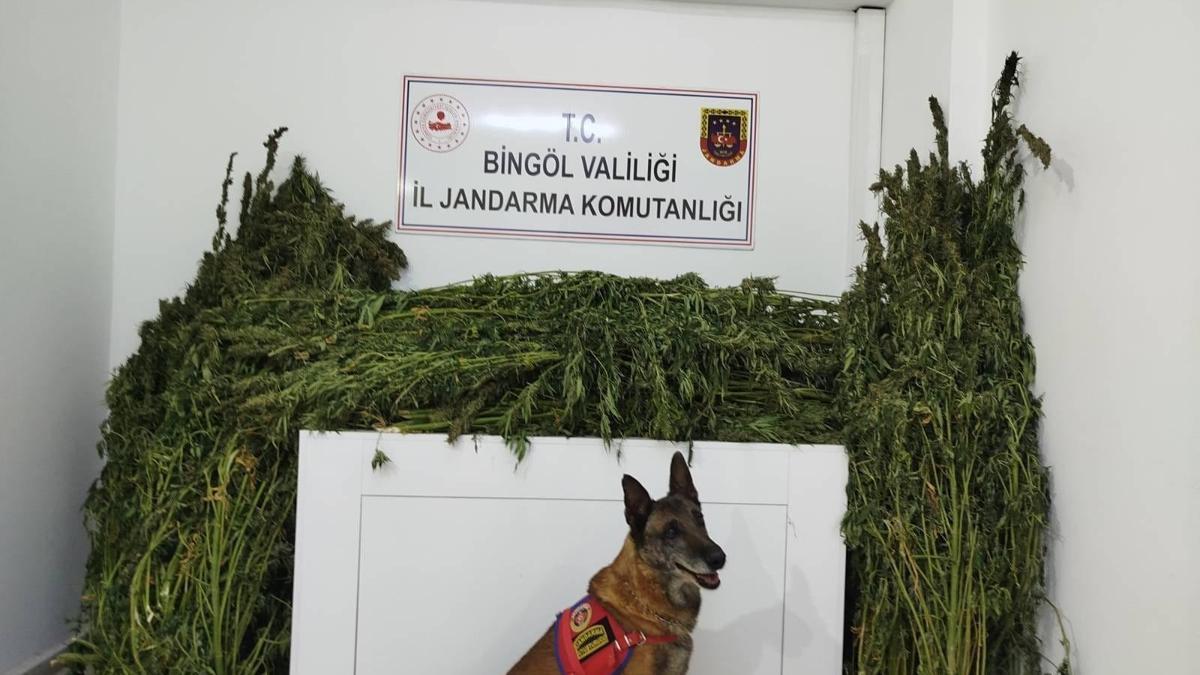 Bingöl’de 91 kilo 250 gram esrar ele geçirildi
