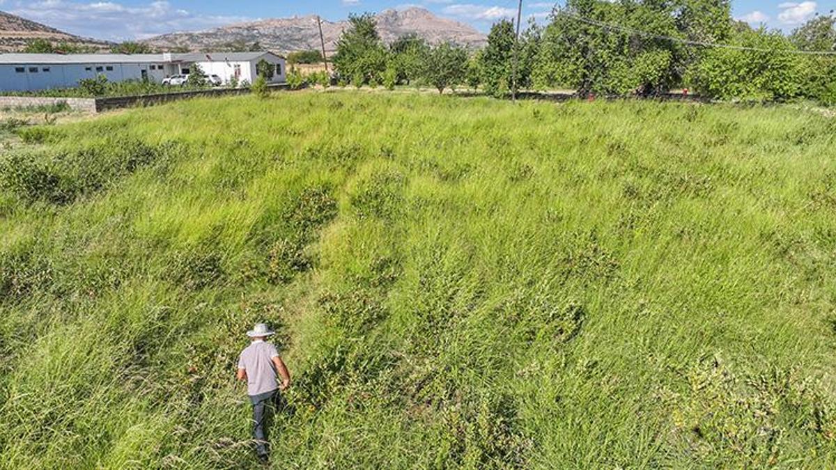 Diyarbakırlı emekli vatandaş bir zamanlar şifa niyetine bulamadığı meyvenin üreticisi oldu! Eşi öldükten sonra içinde ukde kaldı