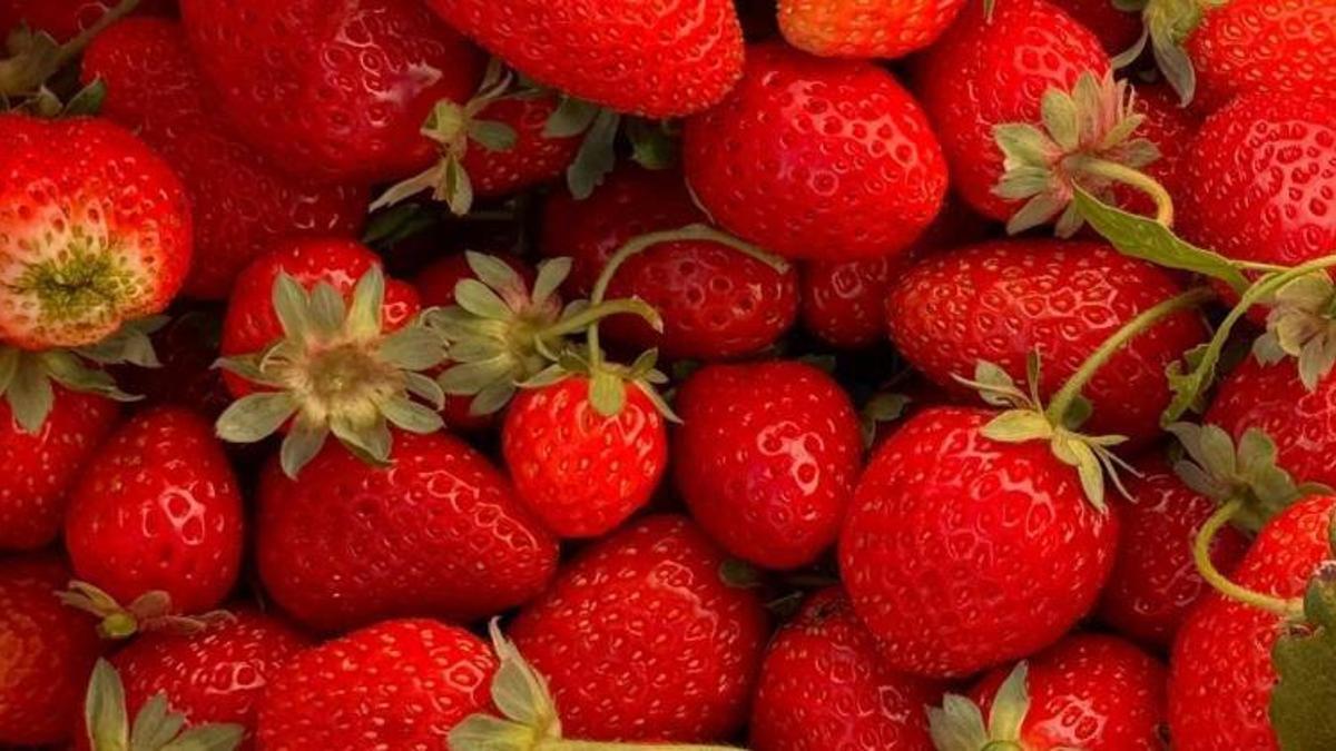 Niğde'de hasat başladı! Don vurdu ama çiftçi vazgeçmedi