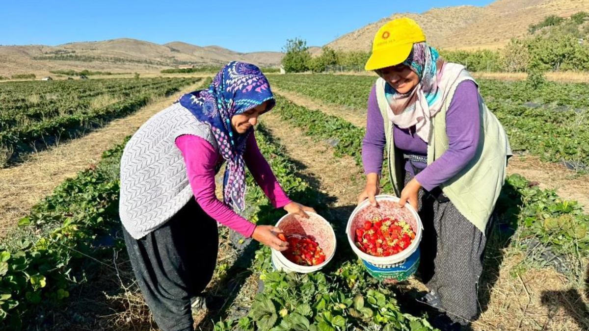 Mevsimi mayıs-haziranda! Yılın son hasadı burada yapılıyor