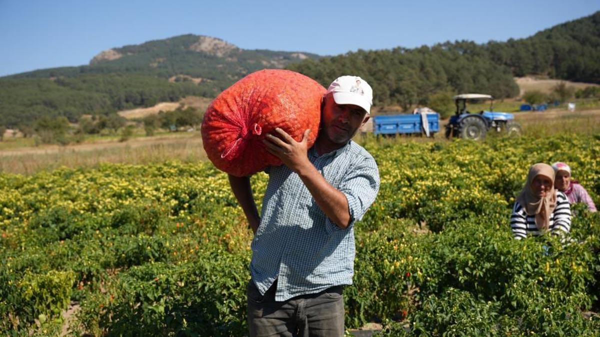 Sarı altında hasat zamanı! Geçen yıl fiyatı 18 liraydı bu 90 liraya çıktı