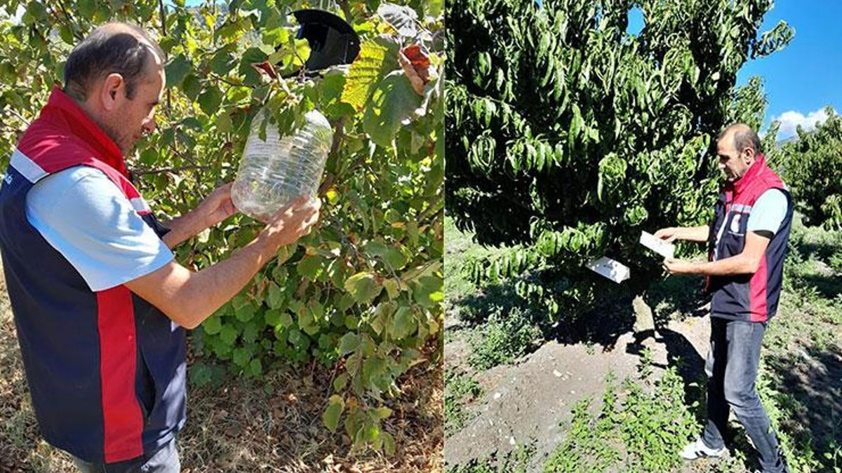 Üreticinin cebine resmen göz koyuyorlar! Ürün kayıplarını önlemek için tuzaklar devrede