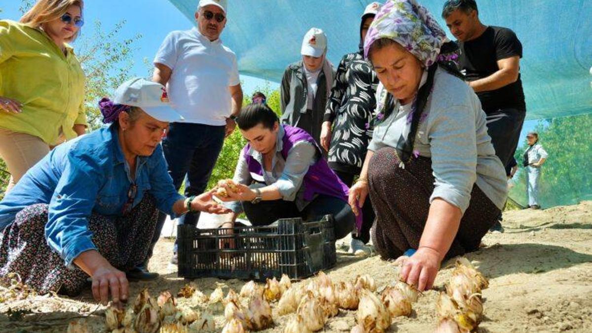 Adanalı kadınların emeğiyle yeni bir marka doğuyor: Düşük maliyetle yüksek gelir elde edilecek! Akzambak üretimi ihracata hazırlanıyor
