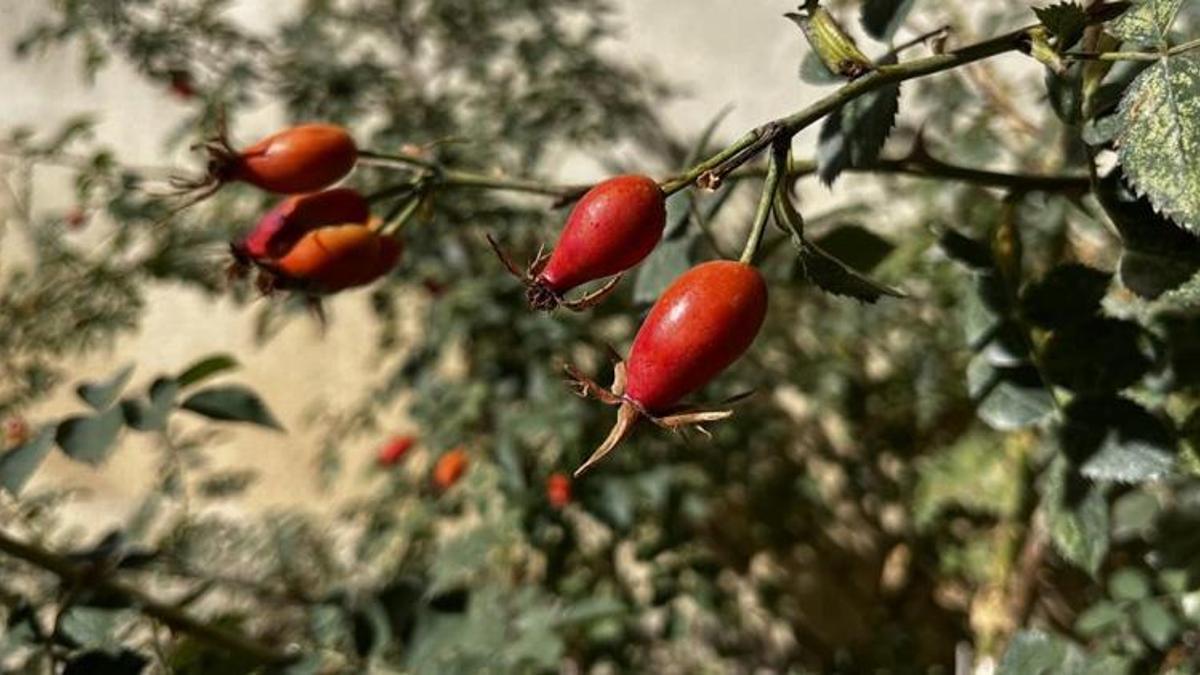 Dağlarda zahmetli hasat başladı! Kazanlarda kaynıyor, şifa saçıyor!