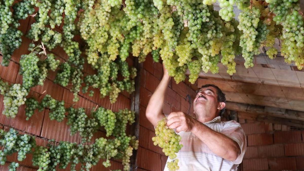 Konya'da 'yeşil altın' hasadı başladı! Kilosu 100 TL'den satılıyor: Tavan aralarında kurutuluyor