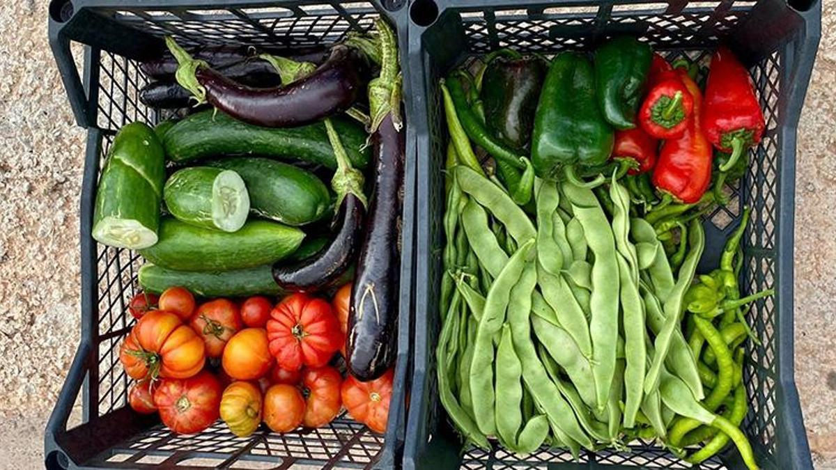 Körfez'de hasat zamanı! Organik yöntemlerle üretildi, vatandaşa ücretsiz dağıtılacak
