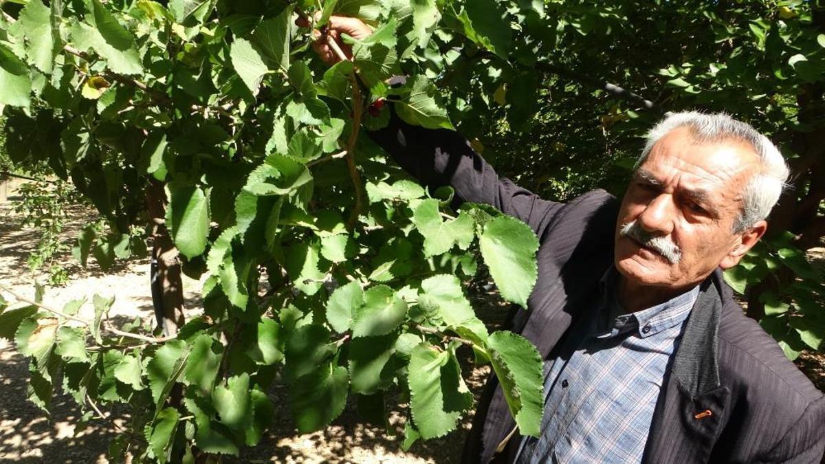 Kayısıya alternatif olarak yetiştirildi, getirisi yüz güldürdü! Kilosu 500 liradan satılıyor