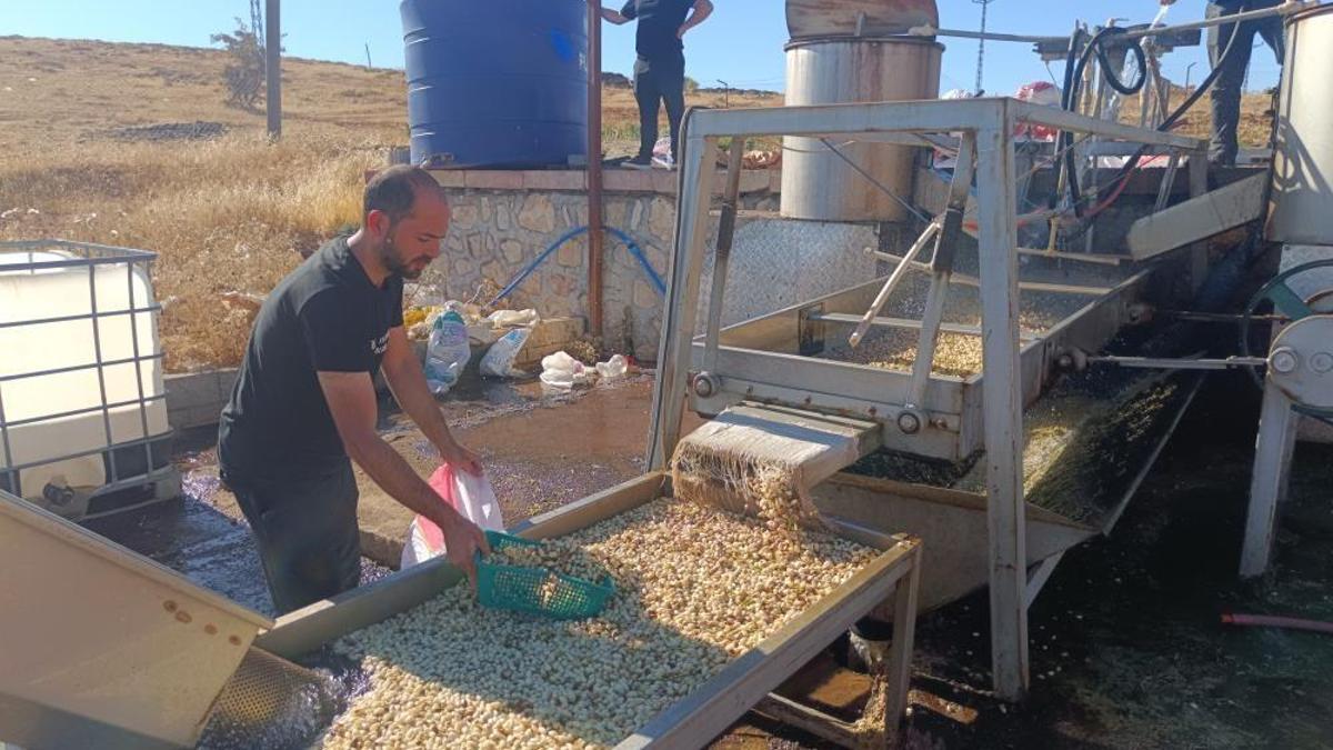 Siirt fıstığı işleme çalışmaları sürüyor! Yurt dışına bile ihraç ediliyor