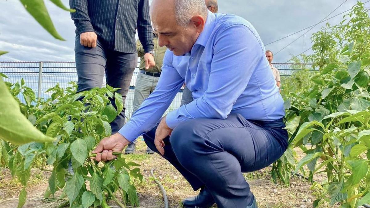 Ata tohumlarının ilk hasadı yapıldı! Vatandaşlara ücretsiz dağıtılacak