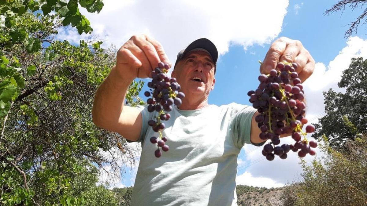 Bolu'da kış kapıya dayanınca tarlaya indiler: Hasat başladı