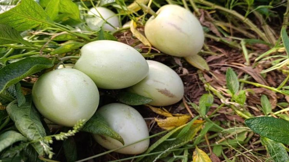 Üç yıl önce ekti, bu yıl ilk ürününü aldı! Pazarda tanesini 20 TL'den satıyor