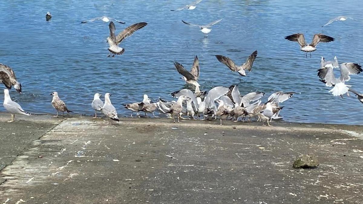 Artvin'de balık ustasının ilginç hikayesi: Martılarla bağı şaşırtıyor
