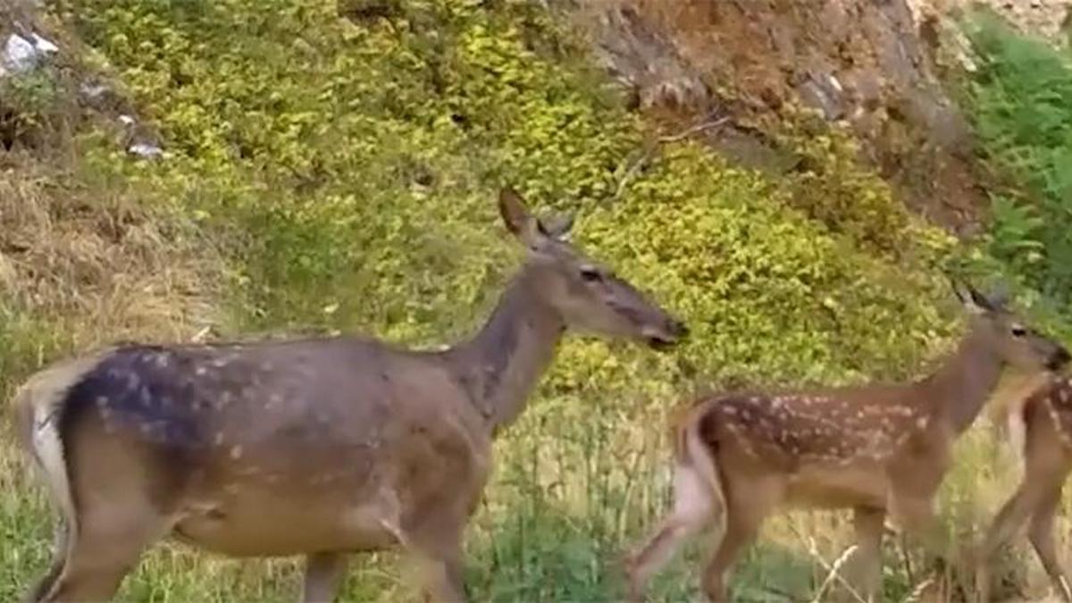 Uludağ'ın gizemli misafirleri fotokapanla görüntülendi: Ormanın derinliklerinde kameralara yakalandı