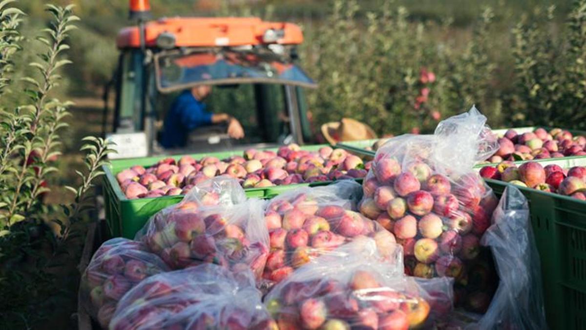 Limon ve elma ihracatına 'ön izin' şartı getirildi, Adanalı çiftçiler ayakta!