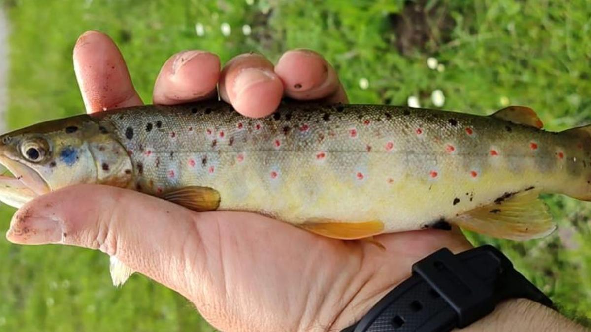 Munzur'un simgesi kırmızı benekli alabalıklar yok oluyor! Acil koruma çağrısı yapıldı