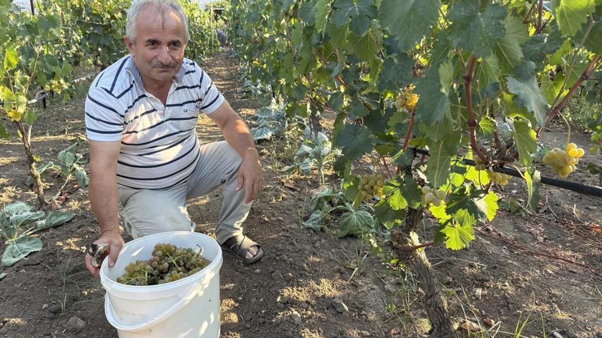 Hasat başladı, kilosu 50 liradan satılıyor! Zirai don vurdu, yüzde 80 kayıp var