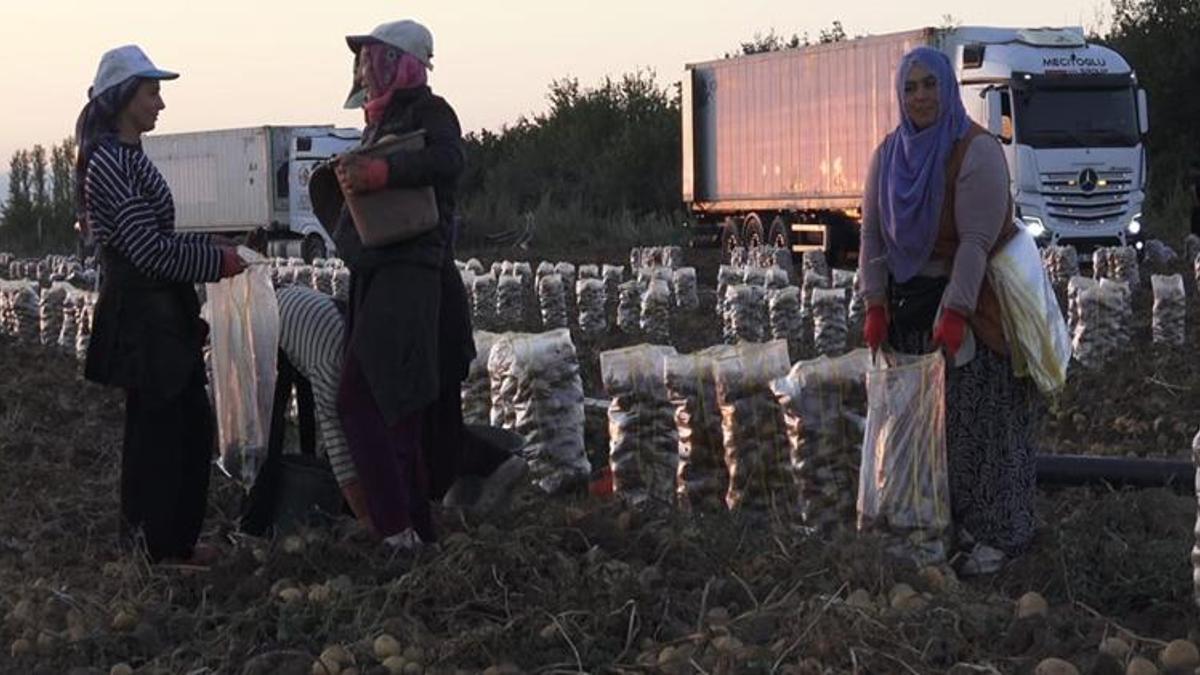 Kayseri'de sabahın ilk ışıklarıyla hasat başladı! Katar, BAE ve Suudi Arabistan bu patateslerin peşinde