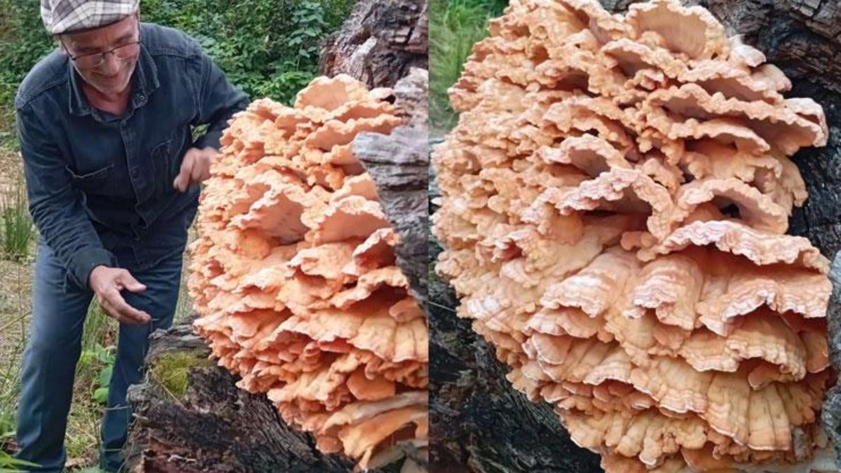 Rize Ardeşen ilçesinde ormandaki dev mantar şaşkınlık yarattı