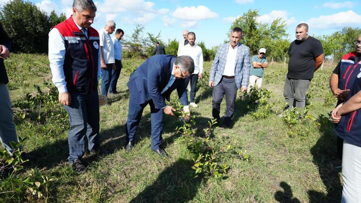 Sinop'ta 'süper meyve'nin hasadı yapıldı