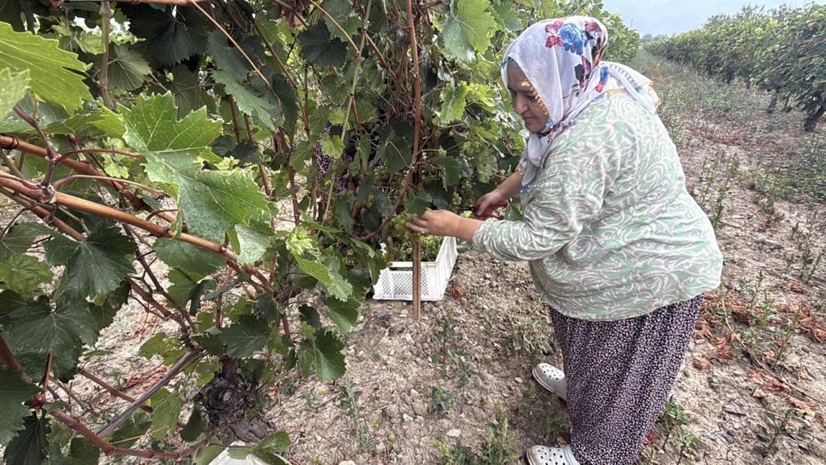 Bu sene ürünleri zirai don vurdu, rekolte yüzde 80 düştü! Fiyatlar arttı, 50 liraya yükseldi