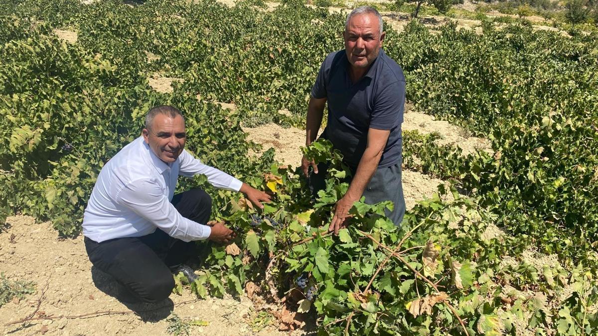 1400 rakımda hasat zamanı! Aroması yüksek, değeri paha biçilemez